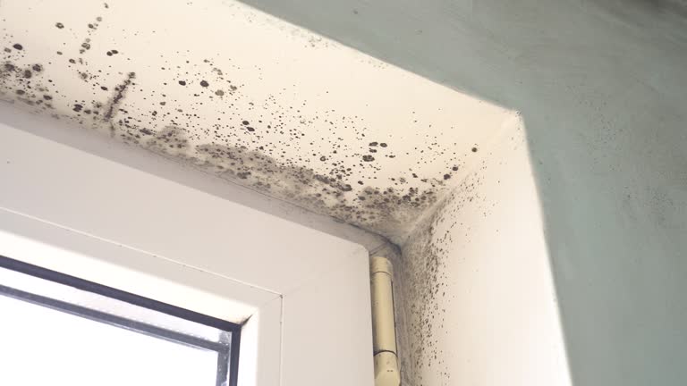 Best Environmental Consulting for Mold Prevention  in Bagdad, FL